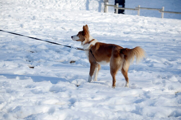 雪原の犬