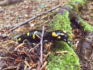 Spotted Salamander in the Forest .Black Lizard with Yellow Dots