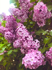 Beautiful Purple Lilac Flowers in a Spring Garden .Flowers Background .Spring Time 