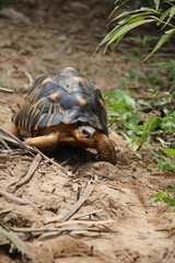 Portrait of radiated tortoise,The radiated tortoise eating flower ,Tortoise sunbathe on ground with his protective shell ,cute animal ,Astrochelys radiata ,The radiatedtortoise from Madagascar