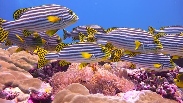 Eastern ribbon sweet-coats. Exciting diving on the reefs of the Maldives archipelago. 