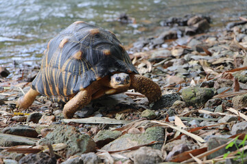 Portrait of radiated tortoise,The radiated tortoise eating flower ,Tortoise sunbathe on ground with his protective shell ,cute animal ,Astrochelys radiata ,The radiatedtortoise from Madagascar