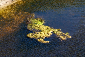 Man made storm water canal filled with wildlife and yellow green algae overgrowth blooms causing...