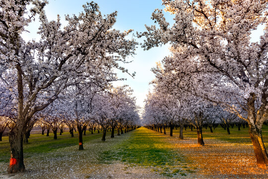 almond field