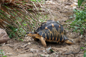 Obraz premium Portrait of radiated tortoise,The radiated tortoise eating flower ,Tortoise sunbathe on ground with his protective shell ,cute animal ,Astrochelys radiata ,The radiatedtortoise from Madagascar