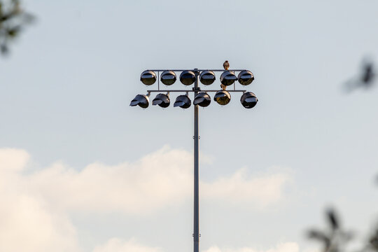 A predatory eagle or hawk hunting for mice, squirrels, birds and other small vermin on top of night spot lights at a football field and soccer stadium in a city parks sports complex with blue sky back