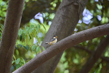 A juvenile Japanese tit crowing with its mouth open on a branch (from the side)