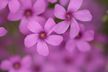 コミヤマカタバミ（5月）