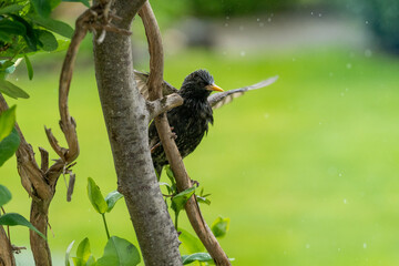 Stare Vögel