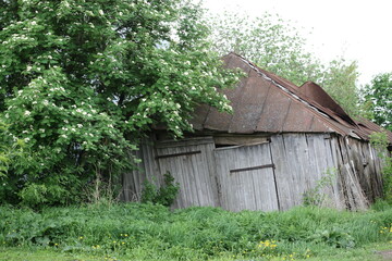 An old barn with a rusty metal roof under a flowering rowan tree