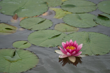 Water lily flowers (single flower) and leaves (plural) floating in the pond