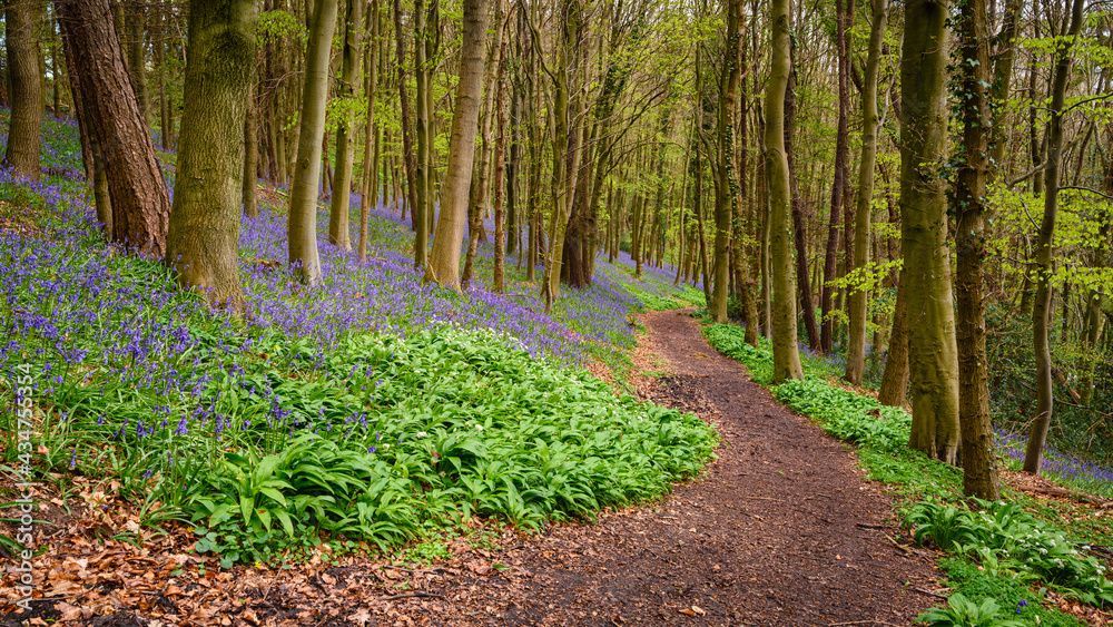 Wall mural Footpath through Park Bluebell Wood, Park Wood also known as Bothal Wood due to its location next to the small village in Northumberland, is full of bluebells at springtime