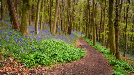 Footpath through Park Bluebell Wood, Park Wood also known as Bothal Wood due to its location next to the small village in Northumberland, is full of bluebells at springtime - Powered by Adobe