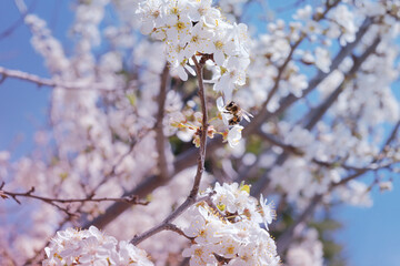 branch of blossoming fruit tree in spring, bee on white flower, soft focus