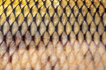 golden scales of a freshly caught carp, scales of a large river fish close-up, fish skin texture © Leka