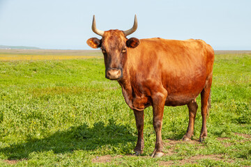 A brown cow stands against a background of a green field and a blue sky. The animal's gaze is directed towards the camera