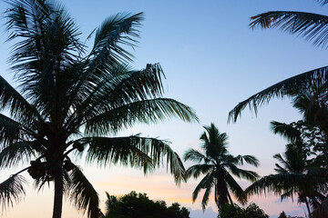 Fototapeta na wymiar A tranquil and serene morning landscape with blue and pale pink sky and palm trees.