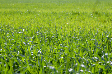 Stalks of young green wheat for the whole frame. Selective focus. The concept of agriculture
