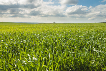 A large green field of young wheat against a blue sky with clouds. The concept of agriculture