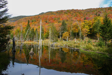 Fall foliage with mirror in beaver pond with dam