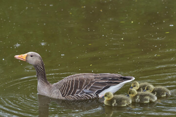 Greylag Goose (Anser anser) with brood swimming across a pond at Slimbridge in Gloucestershire, England.