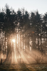 orange sun rays through trees with fog