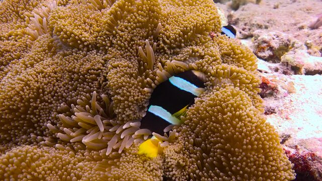 The symbiosis of clownfish and anemones. Exciting diving on the reefs of the Maldives archipelago. 