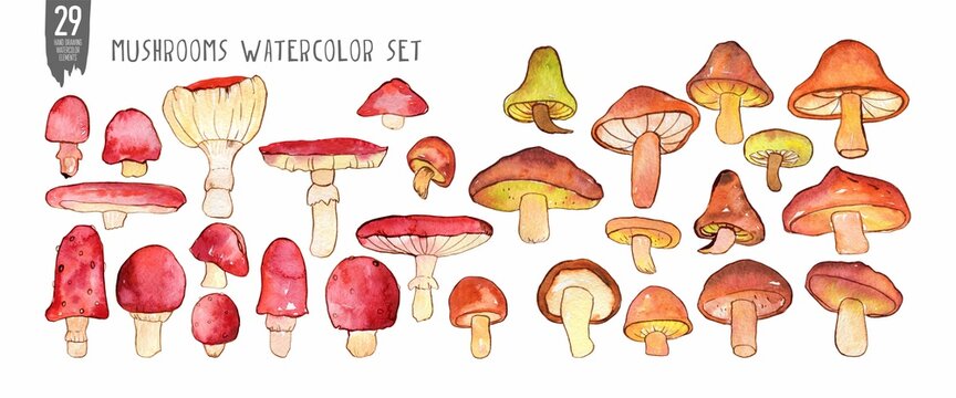 Watercolor and ink mushrooms set isolated on white.  Colorfull set of red, broen and yellow mushrooms for design a textile, wallpapers, print and banners.
