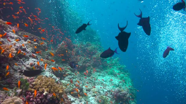 A flock of Pakistani butterfly fish. Exciting diving on the reefs of the Maldives archipelago. 