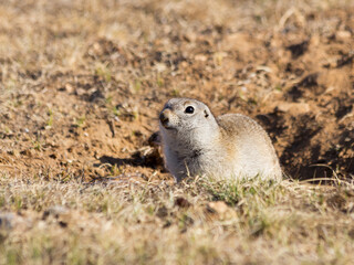 Naklejka na ściany i meble Gopher or Ground squirrel looking out from his hole.