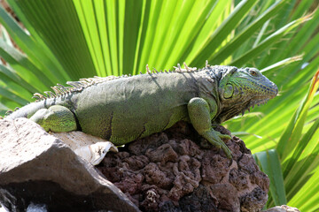 grüner Leguan