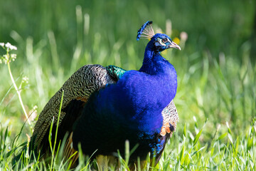 Male Peacock