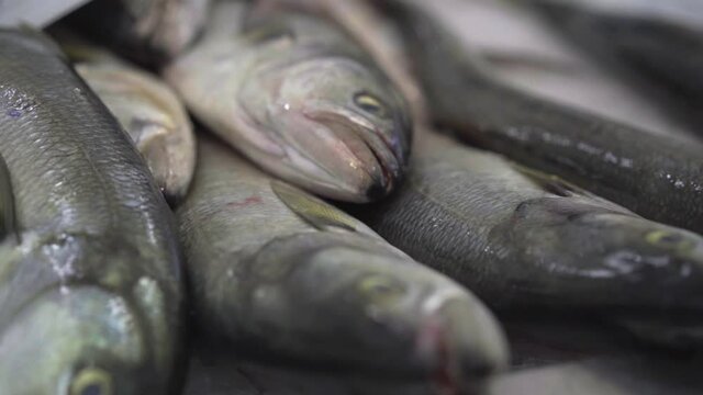 fresh fish on ice at the farmer's market in slow-motion