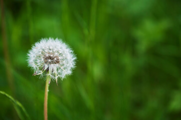 Macro shot of the head of a faded dandelion (genus Taraxacum) in an overgrown garden.
