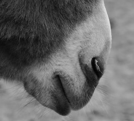Donkey nose