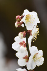 梅の花