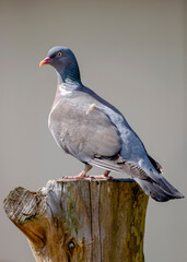 pigeon on tree stump, with out of focus background