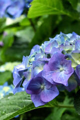 あじさい 紫陽花 アジサイ 美しい 綺麗 かわいい 花びら 紫 グリーン 梅雨 雨 自然 6月