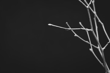 Minimalistic still life photography on black background. Defocused bleached trees twigs on the black backdrop.