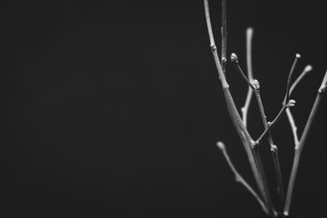 Black and white picture with bare white colored branches. Dark background with copy space.