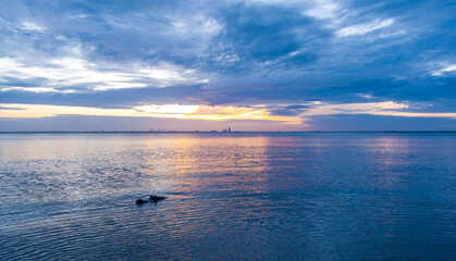 Alligator in the bay