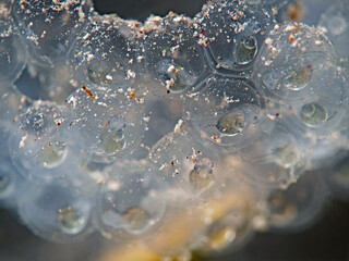 Perch fish spawn underwater close up 