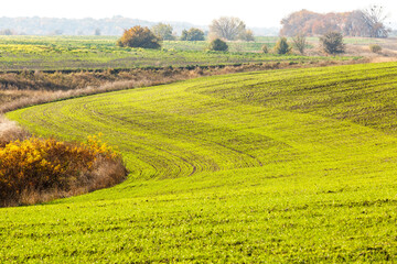 Sprouts of winter wheat sprouted in an endless field