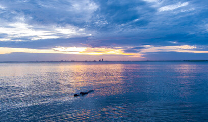 American alligator in Mobile Bay 
