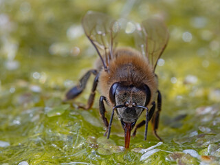 Thirsty bee on aquatic plants