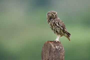 Little owl, Athene noctua