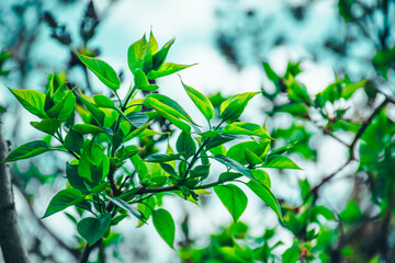 green leaves background