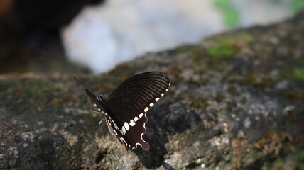 Fototapeta na wymiar butterfly on the rock