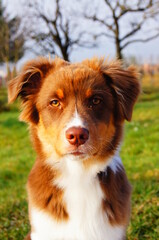 Cute young Australian Shepherd sitting - Portrait - Red Tri