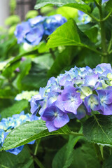 アジサイ 紫陽花 あじさい 紫 ブルー 雨 梅雨 パープル 鮮やか かわいい きれい 初夏 日本 美しい